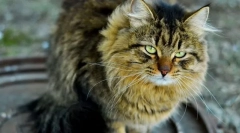 Stara mačka. Znaki, oskrba, hrana