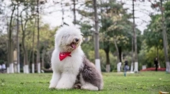 Staraangalian shepherda