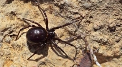 Steatoda je velika