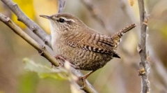 Stephen grm wretfish