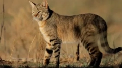 Steppe cat: značilnosti tipa