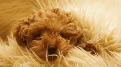 Sterilizacija in stanje volne pse