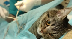 Sterilizacija mačke