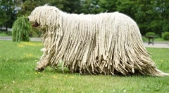 Plemenske pasme psov