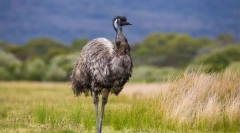 Ostrich emu
