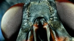 Struktura oči in vizije muh