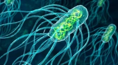 Zgradba in značilnosti mikroorganizmov