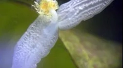 Struktura in značilnosti planarija