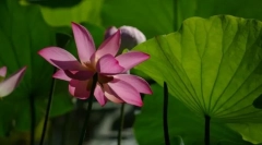 Struktura rastlin. Opredelitve in koncepte