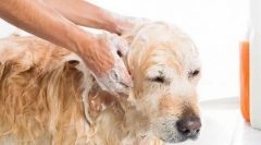 Struktura kože kože