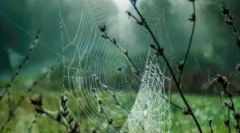 Struktura, sestava in vrsta cobwebs