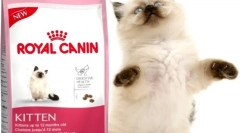 Suha hrana za mačke royal kanin: najboljša kakovost v ceni