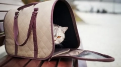 Vreča za mačke: udobno potovanje za hišne ljubljenčke