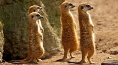 Meerkat (photo): smešna ura, ki je vedno pozorna