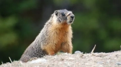 Marmot