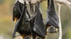 Obstoj hlapne miške pozimi