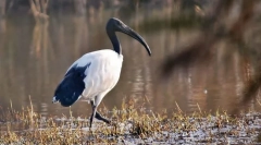 Sacred ibis