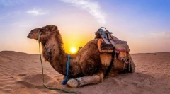 Skrivnosti kamel. Kako so udomačeni