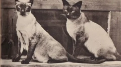 Tajske in siameske mačke: podobnosti in razlike