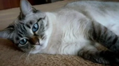 Tajska mačka barva tabby točke