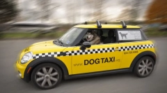 Pet taxi: značilnosti in pravila prevoza