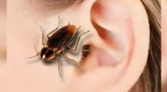 Tracakan v ušesu: simptomi in ekstrakcija