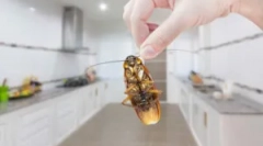 Ščurki v kuhinji: načine za zaščito in uničenja