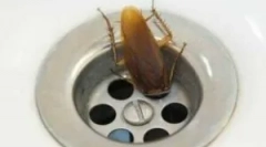 Ščurki v kopalnici in stranišču