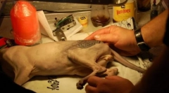 Tattoo za mačko ali kruto modo za živali