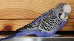 Pacient mačka in obsesivna papiga: video, kjer poznavanje govori z puhastim ljubljenčkom