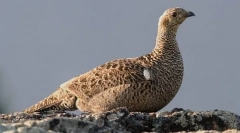 Teteryev (fotografije): pravi pijon iz gozda