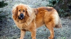 Tibetanski mastiff