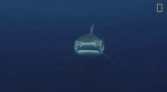 Tiger shark - eden izmed najbolj nevarnih morskih psov na svetu