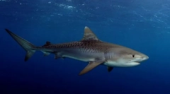 Tiger shark