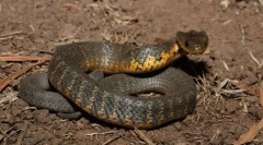 Tiger snake