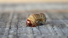 Vrste razvoja žuželk