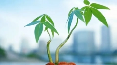 Vrste rastlinskih tkiv