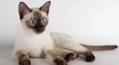 Tonkin cat (thinnez)