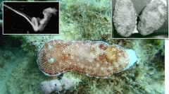 Top 10: fitnes živalskih svetovnih genitalij