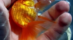 Top 10 zgodb o prestrašene zlate ribice