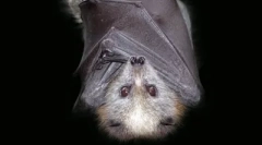 Top 10: živalski miti