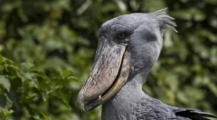 Top 10 ptic z najbolj bizarnimi kljunami