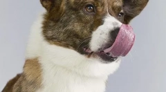 Top 10: najbolj izginjajoča pasma psov v združenem kraljestvu (20 fotografij)