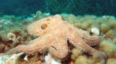 Top 10: najpametnejše živali planeti