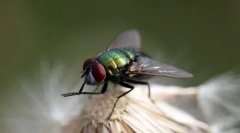 Top 10 najbolj čistih živali na svetu