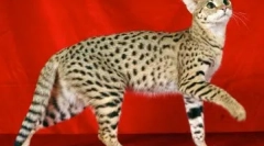 Top 10 najdražjih živali na svetu