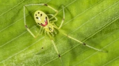 Top 10 najlepših pajkov na svetu