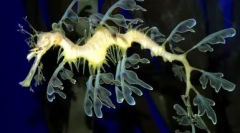 Top 10 najbolj nenavadnih živali na svetu