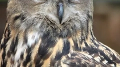 Top 10 najbolj nevarnih plenilcev ptic (21 fotografij)