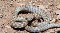 Top 10 najbolj nevarnih kač sveta